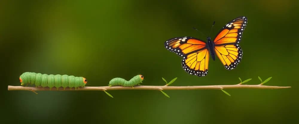 El ciclo de vida de las mariposas